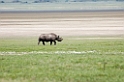 Ngorongoro Nasehorn01